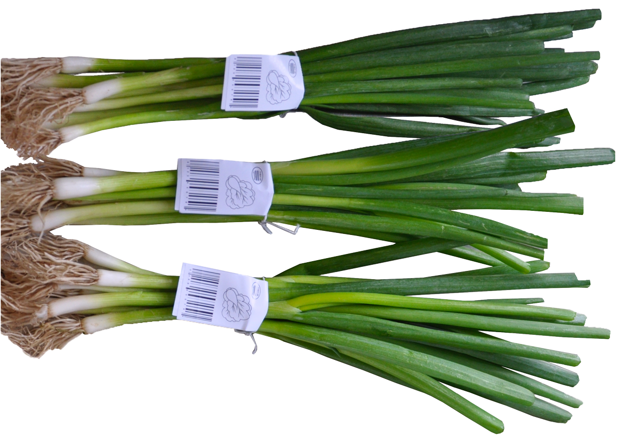 gelabelde lente ui