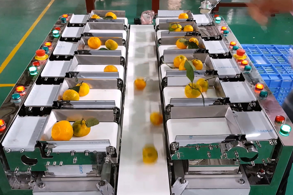 VegSort Linear Combination Weigher Fruit