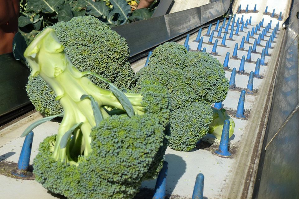 Oogst band broccoli