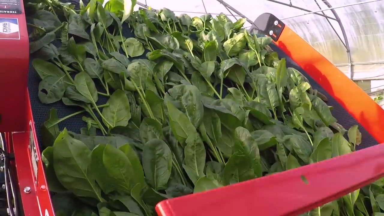  Harvest system leaf vegetable