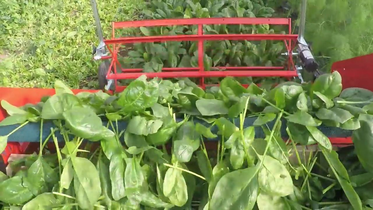 harvesting leafy vegetables
