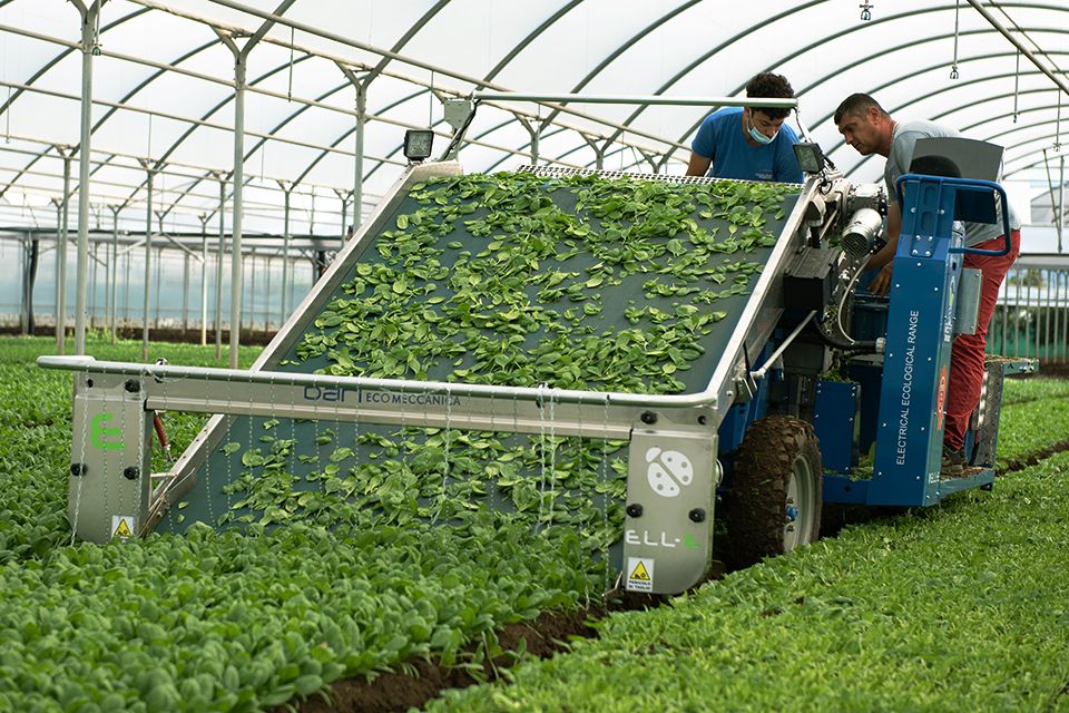 harvesting lettuce, herbs, leafy vegetables